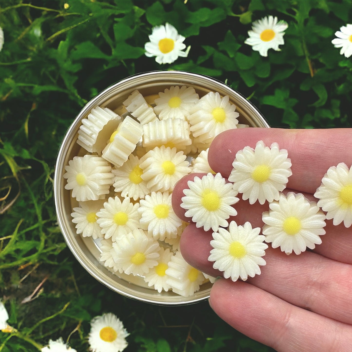 Fresh Daisies Scoopies Wax Melt Tin